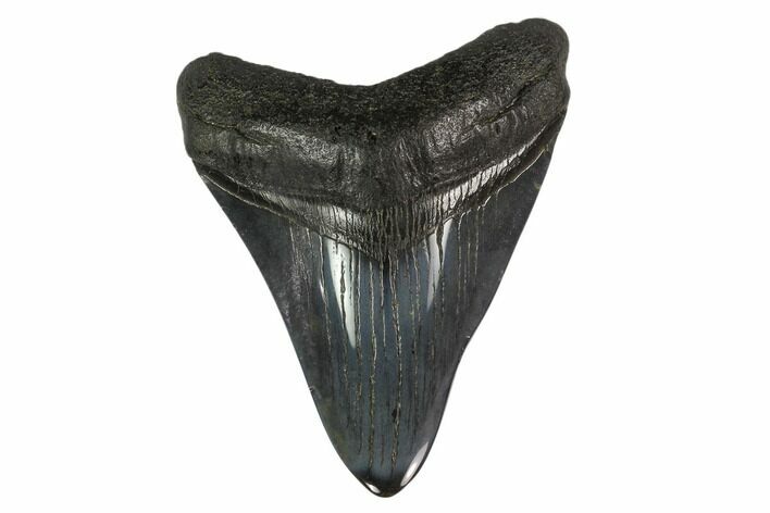 3.42" Fossil Megalodon Tooth - Polished Blade